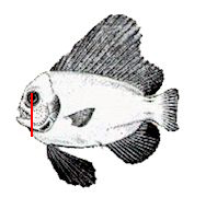 Paracaristius maderensis_claves